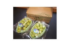 ＜発送月固定定期便＞＜2回発送・先行受付＞梨(あきづき)とブドウ(シャインマスカット)全2回【4008861】