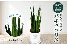サンスベリア　「バキュラリス」トールサイズ　水色ビーズ【1522123】
