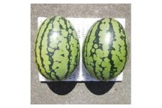 ＜2玉＞夏を思いっきり楽しむ!8月の夏まくらJr [スイカ]【1522927】
