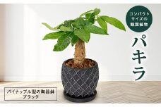 パキラ　パイナップル型の陶器鉢ブラック【1523642】