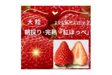 ＜年内発送＞完熟・採れたてイチゴ「紅ほっぺ」大粒300g×2パック【1559810】