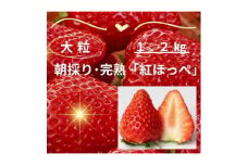 ＜1月～2月発送＞完熟・採れたてイチゴ「紅ほっぺ」大粒1.2キロ(300g×4P)【1579278】