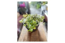 記念日に。永遠の愛が花言葉「アイビー」【1579495】