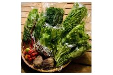 野菜ソムリエ推奨!サラダを美味しく味わう人気のドレッシング2種と採れたて新鮮なサラダ野菜10品セット【1630191】
