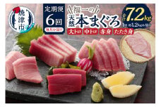 b300-015　定期便 天然本まぐろ 6回お届け