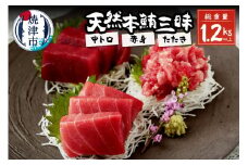 a30-175　総重量約1250g！天然本鮪三昧