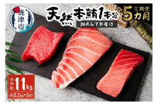 b500-011　【定期便5回】天然本鮪 一本分を加工してお届け