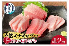 a30-227　天然ミナミマグロ 訳あり 大トロ 中トロ(サク) 詰合せ 訳1,2kg入り