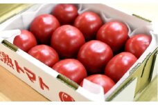 ＜特選＞トマト美味しんぼに登場した『桃太郎』12～20玉 ランク:特選　糖度9度以上【1604237】