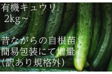 ＜フードロス対応・規格外＞有機キュウリ　接ぎ木ではない昔ながらの自根きゅうり  夏季(6～8月)発送【1568586】