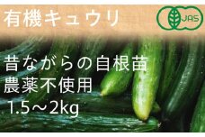 有機キュウリ　接ぎ木ではない昔ながらの自根(じこん)キュウリ　夏季限定(6、7、8月)【1568577】