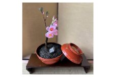 ＜春 桜＞四季を彩る創作草もの盆栽(工芸品)～工房 椿【1598557】