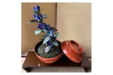 ＜秋りんどう＞四季を彩る創作草もの盆栽(工芸品)～工房椿【1599108】