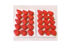 ＜2026年出荷先行予約＞総重量約840g＜掛川市産＞いちご・紅ほっぺ ホールパック　(2パック入)【1635325】