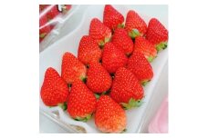＜2026年出荷先行予約＞総重量約540g＜掛川市産いちご＞紅ほっぺ DXパック(2パック入)【1635327】