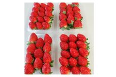 ＜2025年11月下旬出荷開始＞総重量約1000g　掛川市産・紅ほっぺ レギュラーパック 4パック入【1635351】