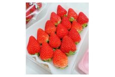＜2026年出荷先行予約＞総重量約1080g＜掛川市産＞いちご・紅ほっぺ DXパック(4パック入)【1635330】