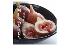 静岡県掛川産　ミズノ農園の完熟いちじく＜桝井ドーフィン＞DXパック 500g×2パック【1645924】