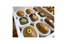 掛川産 カラフルキウイ 3種6個と キウイミニジャム 3個セット キウイフルーツカントリー　5884【1652676】