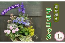 季節のおまかせ テラコッタ 寄せ植え ギフト 花 お花 鉢花 花苗 贈り物 お祝い プレゼント ガーデニング フラワー ギフト  [4565484]