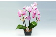 花鉢 ミディ 胡蝶蘭 2本立て ピンク 鉢植え お花 ガーデニング ランラン 植物 ギフト コチョウラン 贈り物 お祝い ピンク 開店祝い  [4565486]