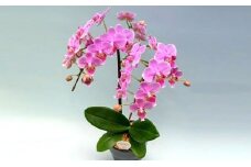 花鉢 ミディ 胡蝶蘭 2本立て ピンク 鉢植え お花 ガーデニング リンリン 植物 ギフト コチョウラン お祝い ピンク 開店祝い [4565485]