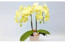ミディ 胡蝶蘭 鉢植え イエロー カーリー 2本立 お花 コチョウラン 洋ラン お祝い 贈り物 生花 鉢花 ギフト 黄色 [4565487]