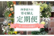 【年4回定期便】 花 テラコッタ 寄せ植え 季節 花苗 おまかせ ガーデニング フラワー インテリア 庭 定期便 頒布会  [4565564]