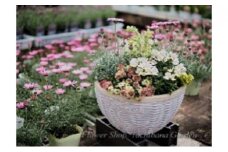 季節のおまかせ寄せ植え 1鉢 【3月～12月出荷予定】