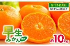 【 先行予約 : 2025年10月下旬～発送予定 】 早生 みかん 10kg 静岡県産 果物 国産 フルーツ 柑橘 蜜柑 ミカン 大小 ミックス 不揃い  温州 ビタミン 美味しい