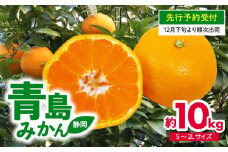 【 先行予約 ：12月下旬～1月下旬発送予定 】みかん 10kg S～2L 青島 ミカン 果物 国産 フルーツ 柑橘 静岡県産 蜜柑 大小 訳あり ミックス 不揃い ビタミン 美味しい 静岡県 藤枝市 ふるさと人気