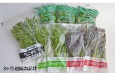定期便 3回 国産 ハーブ 野菜 詰め合わせ 約 450g 4種 8袋 セット × 3ヶ月 お届け ルッコラ 約 50g × 3袋 リーフトマト 赤からし菜 約 50g × 2袋 リーフマスタード からし菜 約 50g × 2袋 セルバチコ 約 100g × 1袋 水菜 サラダ 新鮮 産地直送 農家直送 イタリアン フレンチ 洋食 毎月発送 静岡県 藤枝市