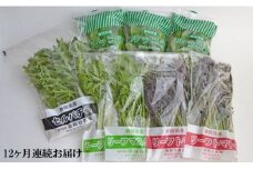 定期便 12回 国産 ハーブ 野菜 詰め合わせ 約 450g 4種 8袋 セット × 12ヶ月 お届け ルッコラ 約 50g × 3袋 リーフトマト 赤からし菜 約 50g × 2袋 リーフマスタード からし菜 約 50g × 2袋 セルバチコ 約 100g × 1袋 水菜 サラダ 新鮮 産地直送 農家直送 イタリアン フレンチ 洋食 毎月発送 静岡県 藤枝市