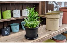 観葉植物3種類の寄せ植え 1鉢（受皿付き）　