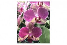 ミディ 胡蝶蘭 鉢植え アンスラ パレルモ 2本立 お花 コチョウラン 洋ラン お祝い 贈り物 生花 鉢花 ギフト [5254985]
