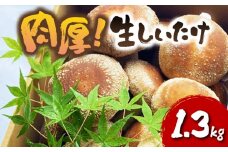 肉厚しいたけ 1.3kg 生椎茸 国産 シイタケ どんこ きのこ 野菜 キノコ しいたけ 生しいたけ 茸 椎茸  静岡県 藤枝市 