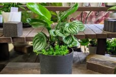 観葉植物の寄せ植えDX【4月～9月出荷予定】 