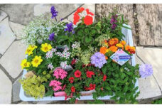 花苗 春 秋 年2回コース フラワー ギフト 季節 お花 ガーデニング 旬 インテリア 園芸 工芸品 装飾品 静岡県 藤枝市