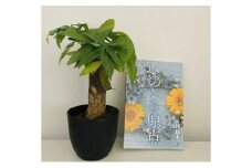 観葉植物鉢植えとamazonベストセラー 著作本「いのちの原点」のセット（読者特典動画視聴サービス付） [5720847]