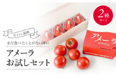 アメーラ トマト ルビンズ ５Pセット 高糖度 7.5以上 化粧箱入り 産地 直送 新鮮 旬の 野菜 高級 フルーツトマト 甘い 静岡県 藤枝市 ふるさと人気 