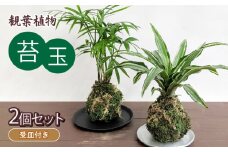 観葉植物 こけ玉 2個 セット 受皿 付き 苔玉 植物 盆栽 インテリア 雑貨 工芸品 装飾品 静岡県 藤枝市 