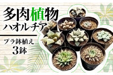 【 2024年9月から順次出荷】 多肉植物 ハオルチア プラ 鉢植え おまかせ ３鉢 セット 観葉植物 プラ鉢 ミニサイズ 植物 人気 趣味 インテリア ナチュラル 自然 緑 かわいい 初心者