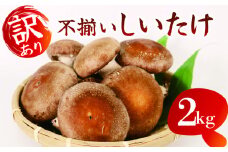 訳あり 不揃い 生しいたけ 2kg 生 しいたけ シイタケ 椎茸 大ぶり 朝 収穫 食べ応え 厚い 肉厚 うまみ 菌床 栽培期間中 農薬不使用