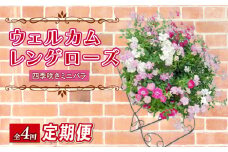 【全4回定期便】 【オンライン決済限定】 花 ウェルカム レンゲローズ リング 植え 生花 自然 お花 植物 フラワー ギフト ガーデニング 飾り 庭 ベランダ 壁掛け 贈り物 おすすめ オススメ 静岡県 藤枝市