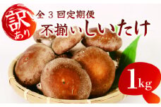 【全3回定期便】 訳あり 不揃い 生しいたけ 1kg 生 しいたけ シイタケ 椎茸 大ぶり 食べ応え 厚い 肉厚 うまみ 栽培期間中 農薬不使用