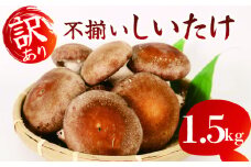 【12月～4月発送】 訳あり 不揃い 生しいたけ 1.5kg 生 しいたけ 常温 配送 シイタケ 椎茸 大ぶり 食べ応え 厚い 肉厚 うまみ 栽培期間中 農薬不使用