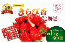 【先行予約 : 2026年1月～発送予定】 【全3回定期便】 いちご きらぴ香 約1kg 約250g×4パック （1月、2月、3月発送） 朝どれ 完熟 苺 産地 直送 フレッシュ イチゴ 贈答 フルーツ 果物 国産 静岡県 藤枝市 ふるさと人気 ふるさとおすすめ