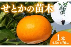 【先行予約】 果樹 せとか 苗木 果樹苗 柑橘類 蜜柑 ミカン みかんの木 家庭菜園 植物 果物 くだもの 2025年10月より発送 オンライン決済限定 静岡県 藤枝市 [40109182]