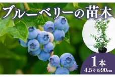 【先行予約】 ブルーベリー 苗 苗木 大実 ラビットアイ系 果樹苗 家庭菜園 植物 果物 くだもの 2025年10月より発送 オンライン決済限定 静岡県 藤枝市 [40109201]