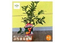 【先行予約】 種なしキンカン 苗木 ぷちまる 金柑 1年生 4.5号 ロングポット 果樹苗 家庭菜園 植物 果物 くだもの 2025年10月より発送 オンライン決済限定 静岡県 藤枝市 [40109226]